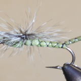 Parachute Damselfly