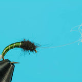 Parasol Midge