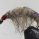 Molting Scuds