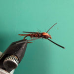 Rubber-legged nymph fly with brown-orange body and black rubber legs