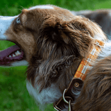 The Tartan Dog Collars