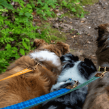 The Tartan Dog Collars