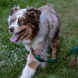 The Whiskey Tartan Dog Leashes