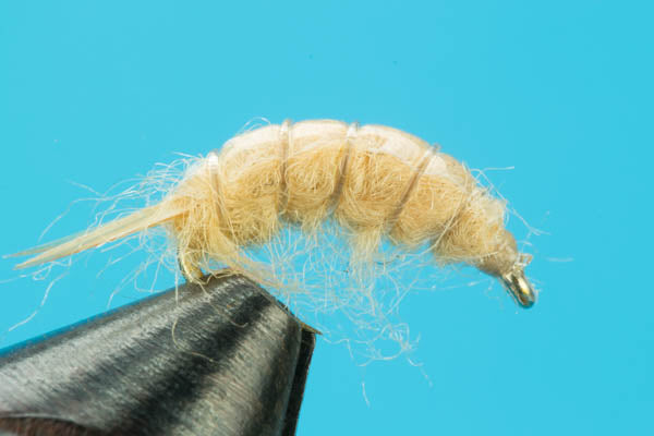 Sow Bug