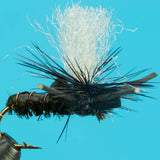 Suspended Beetle