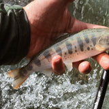 ITO™ 13' / 14'7" (adjustable)