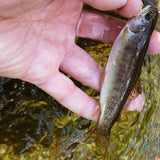 RHODO™ 8'10"/9'9"/10'6" (adjustable)