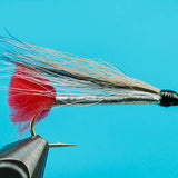 Black Nose Dace
