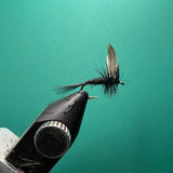 Black Gnat