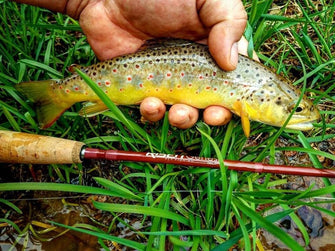 Genesis Fly Rod