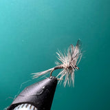 Mosquito