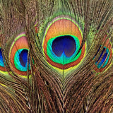 Peacock Eye