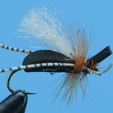 San Juan River Ant