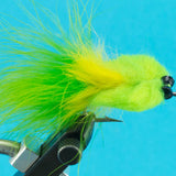 Tarpon Toad